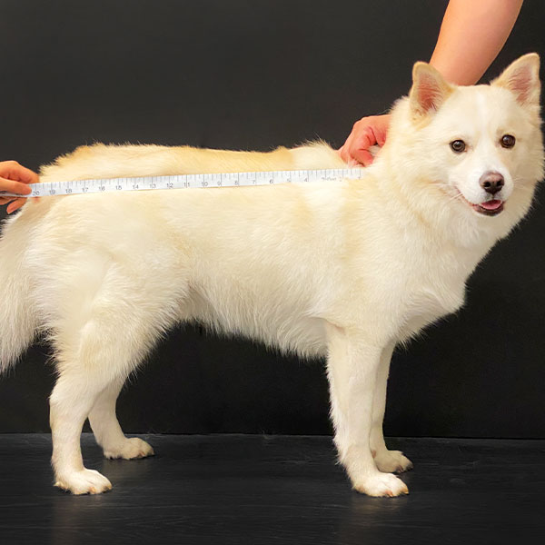 Body length